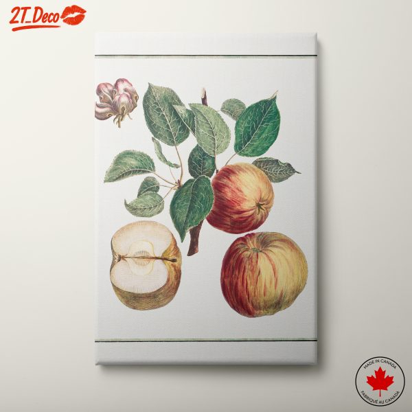 Detailed Botanical Illustration of Apples