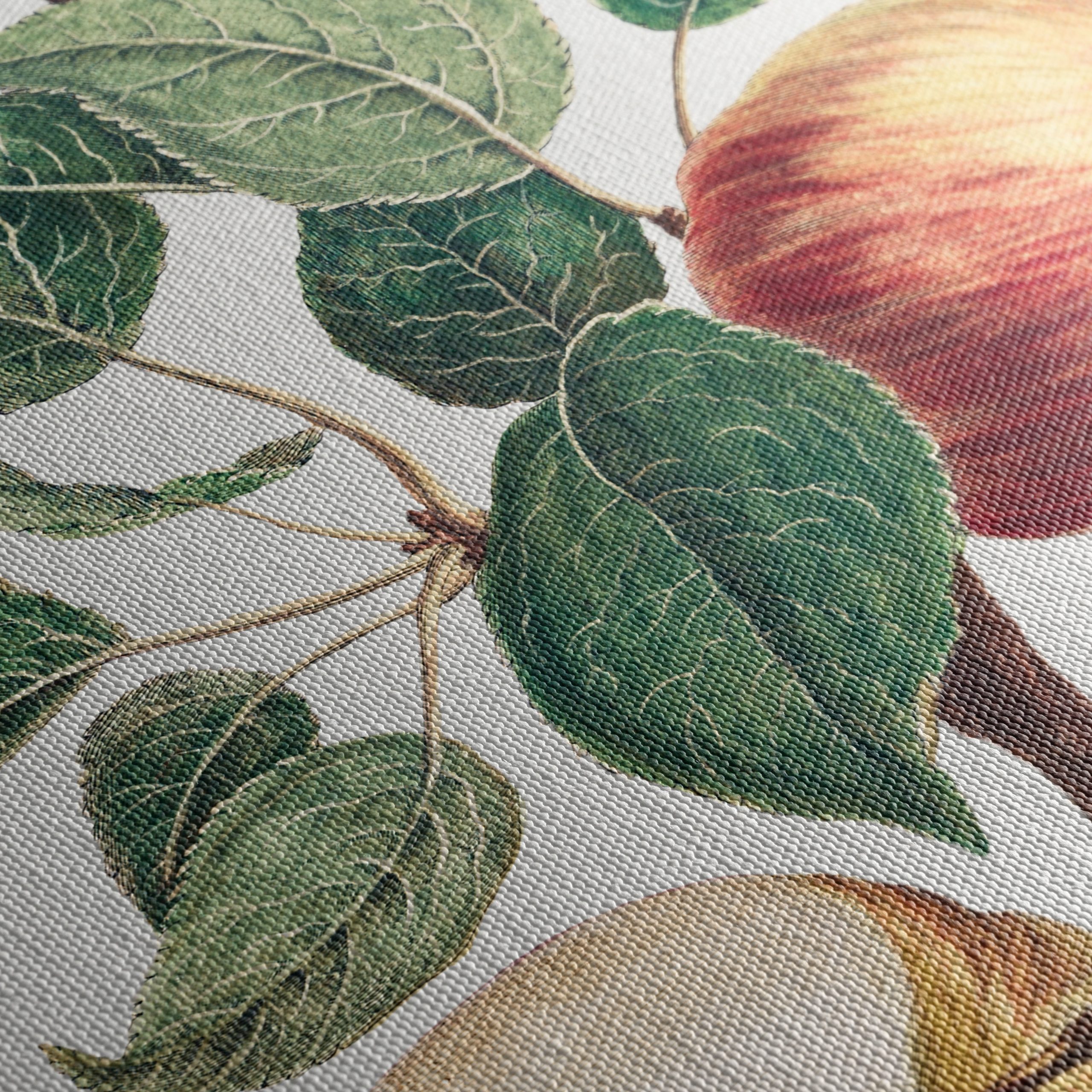 Detailed Botanical Illustration of Apples - Image 5