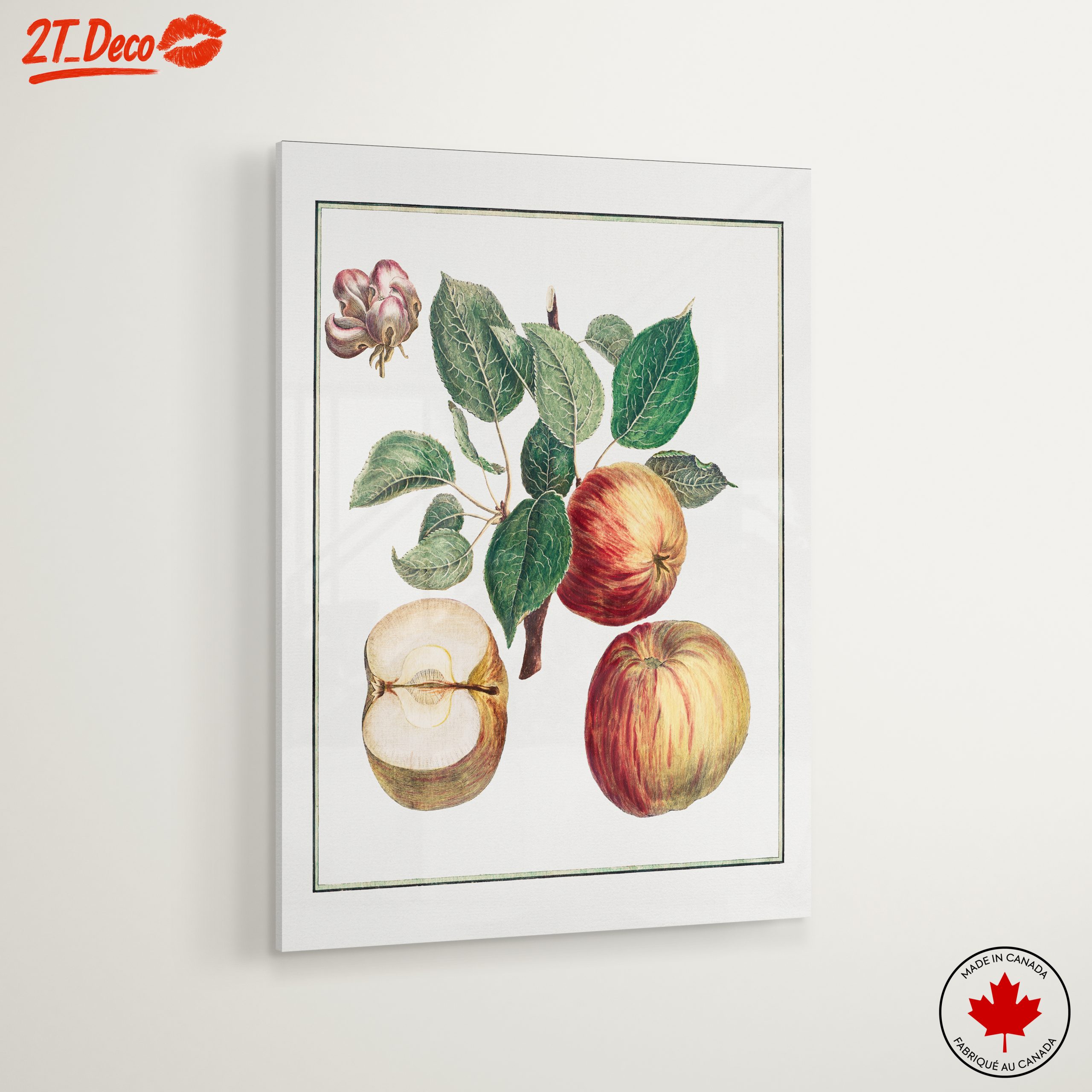Detailed Botanical Illustration of Apples - Image 6