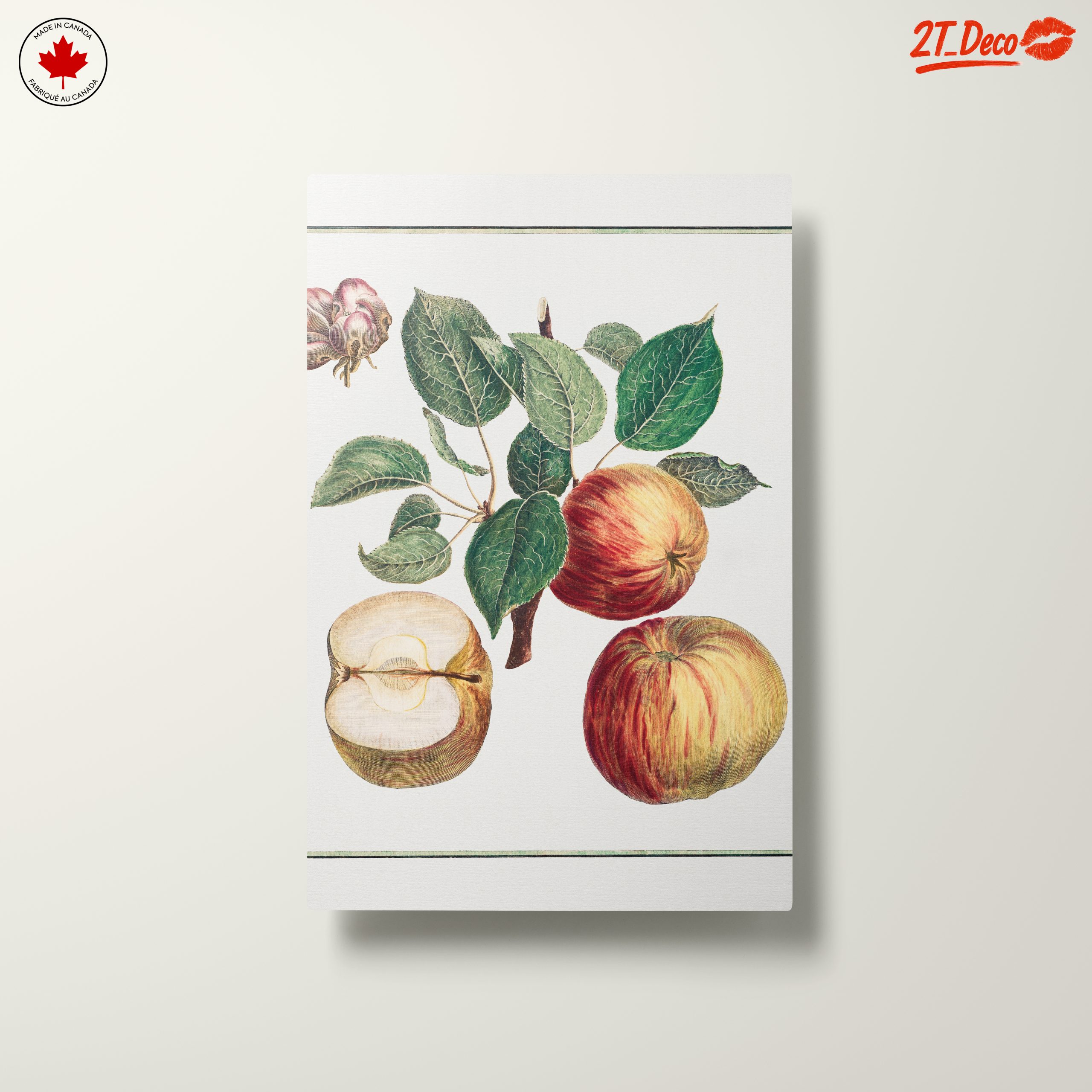 Detailed Botanical Illustration of Apples - Image 10