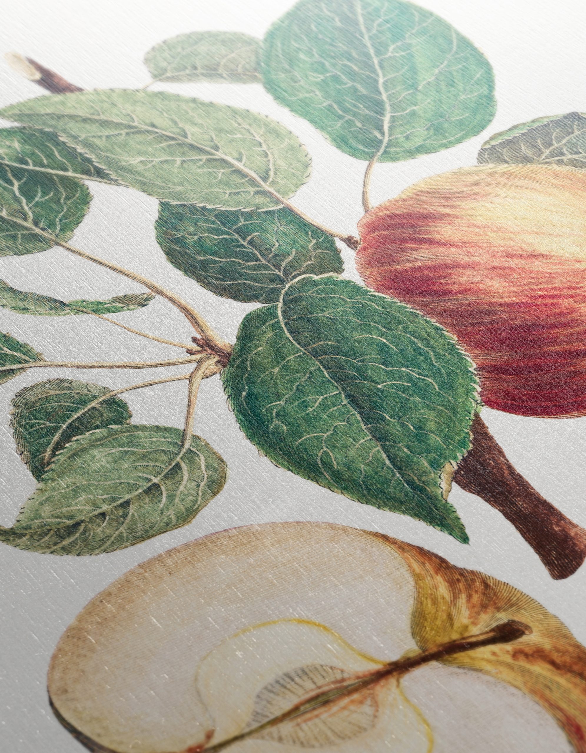 Detailed Botanical Illustration of Apples - Image 12