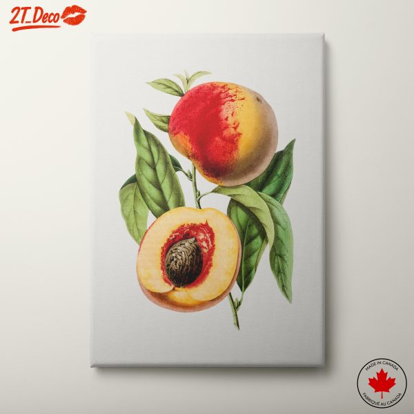 Realistic Botanical Illustration of Peaches