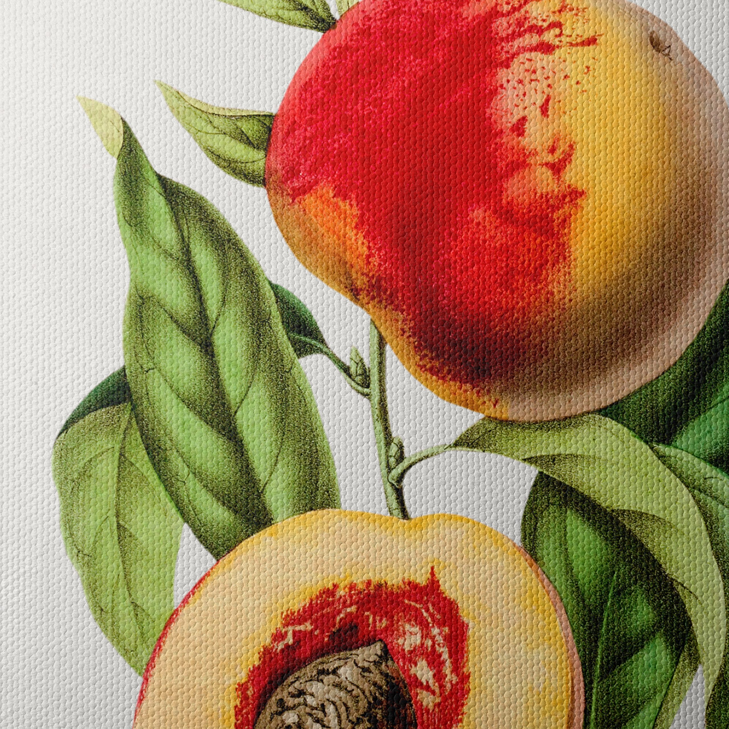 Realistic Botanical Illustration of Peaches - Image 4