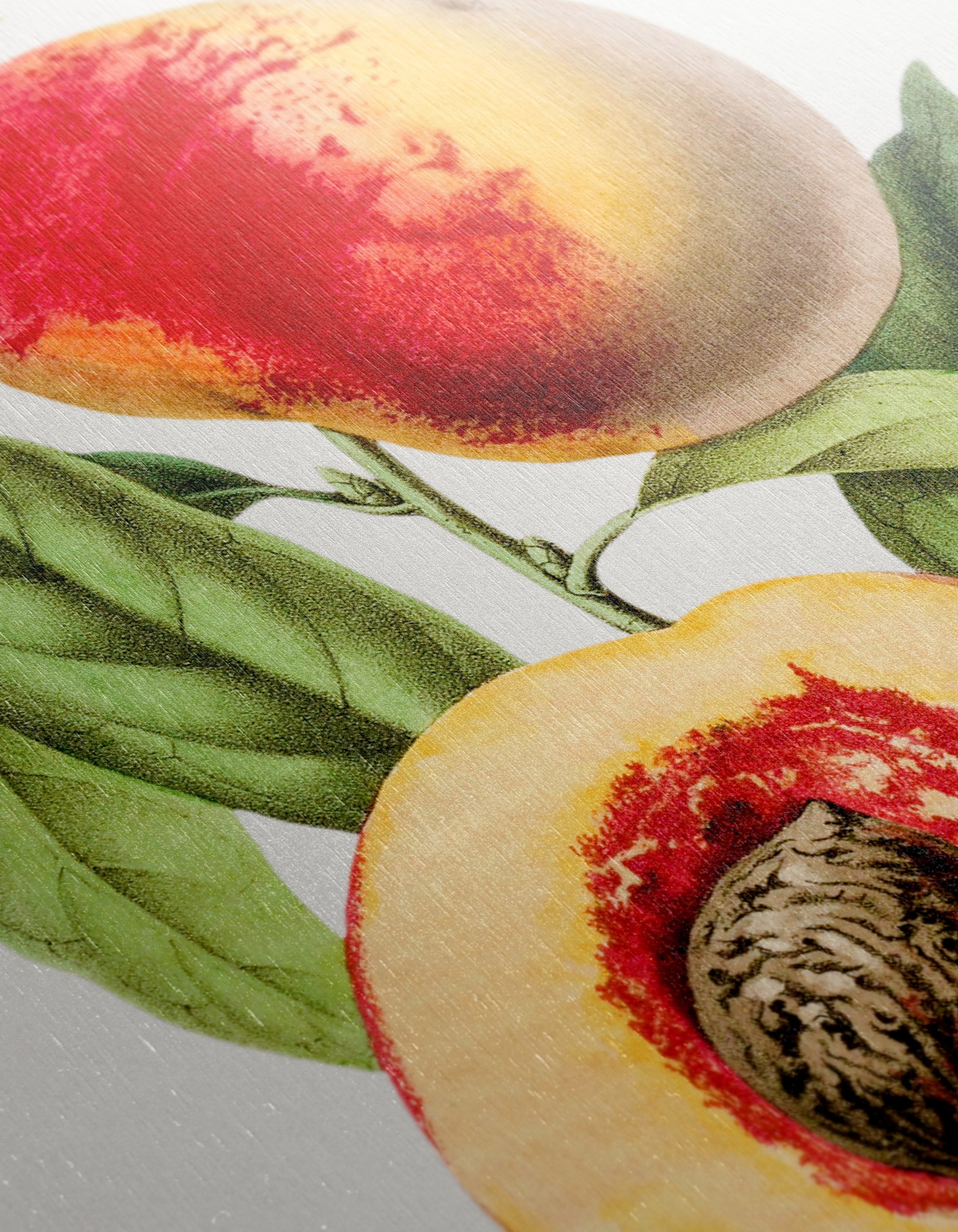 Realistic Botanical Illustration of Peaches - Image 12