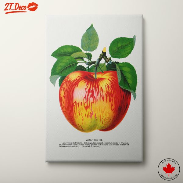 Wolf River Apple Botanical Illustration