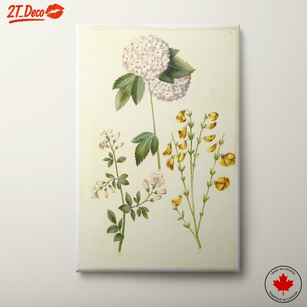 Beautiful Botanical Illustrations of Flowers