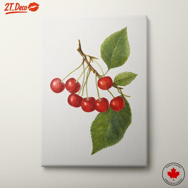 Botanical Illustration of Cherries