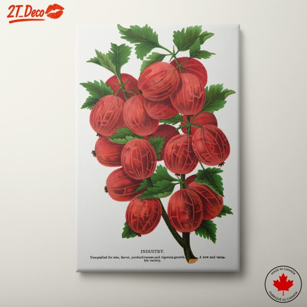 Vibrant Red Currants Botanical Art