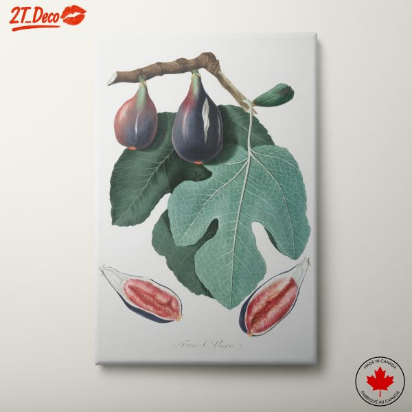 Fig Tree and Fruit Botanical Art