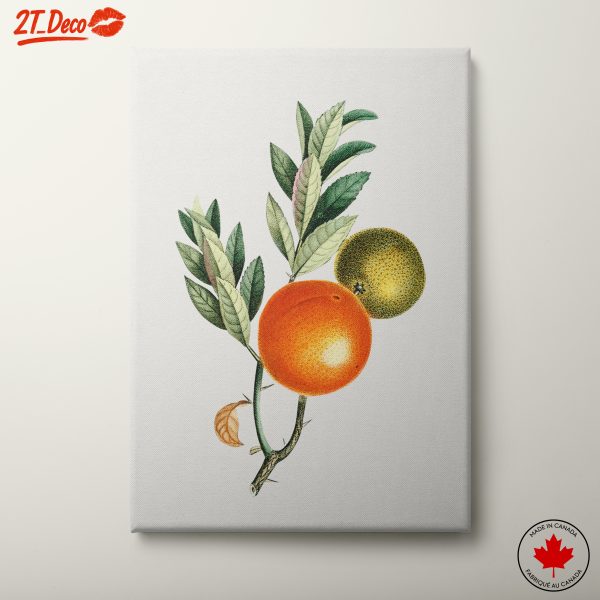 Detailed Botanical Illustration of Citrus Fruits