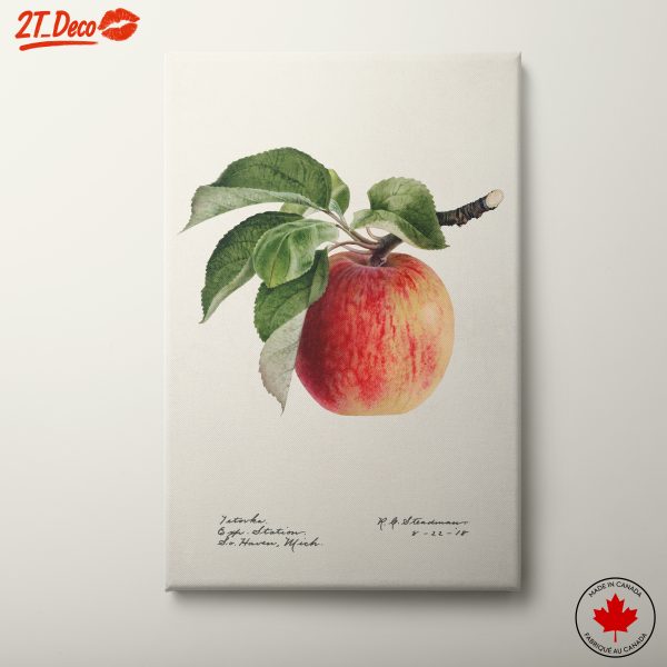 Artistic Representation of an Apple