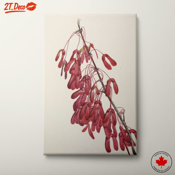 Elegant Botanical Artwork of Red Samaras