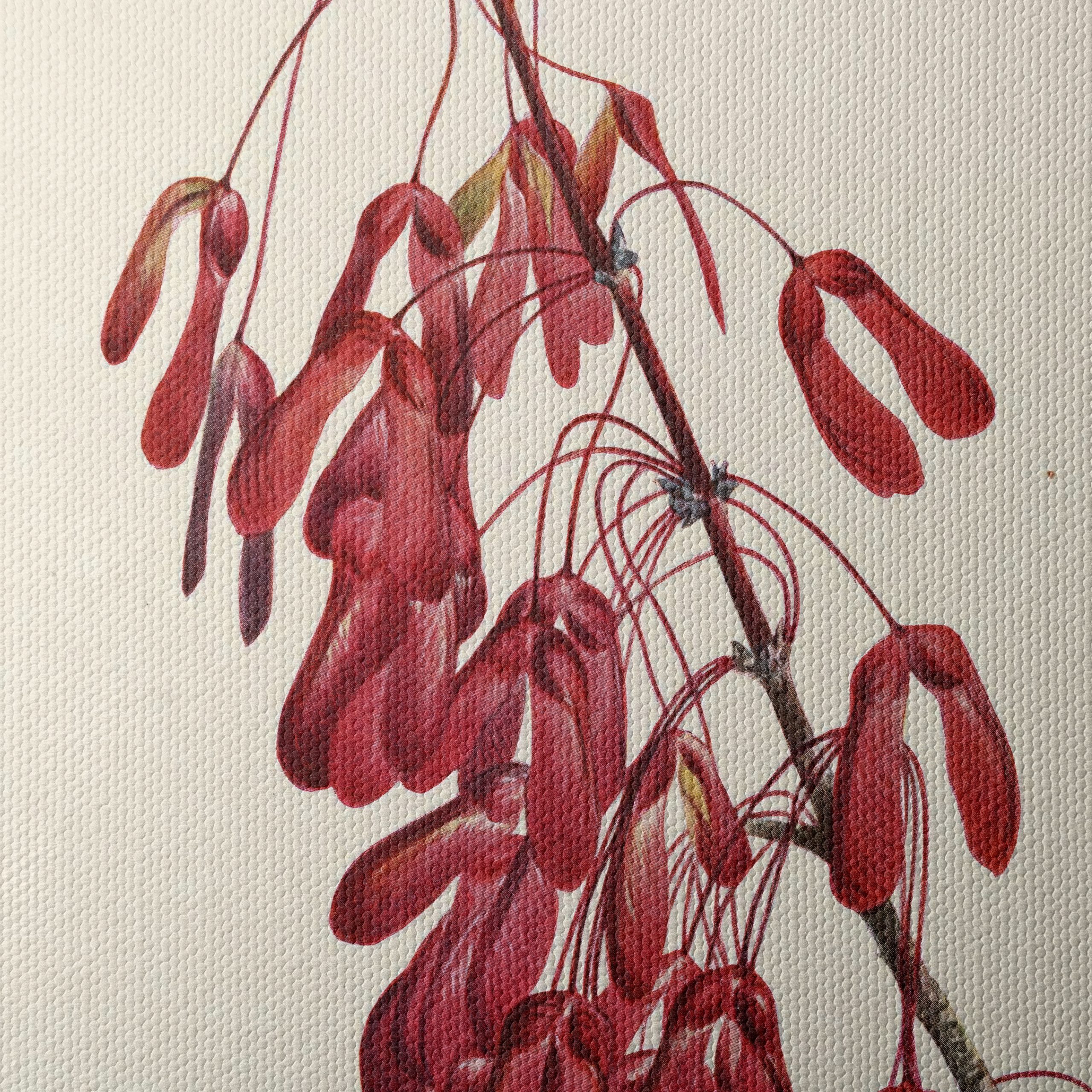 Elegant Botanical Artwork of Red Samaras - Image 4