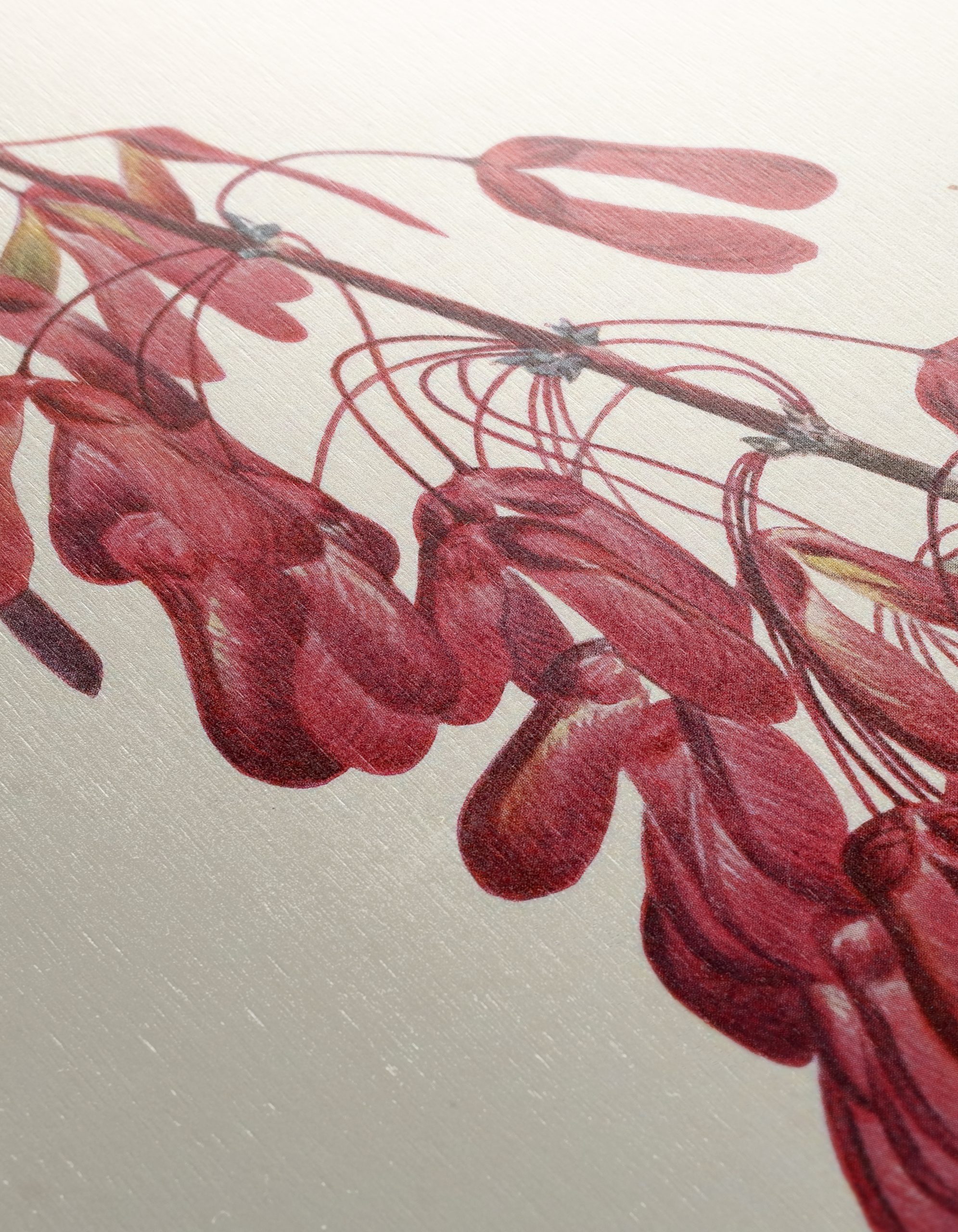 Elegant Botanical Artwork of Red Samaras - Image 12