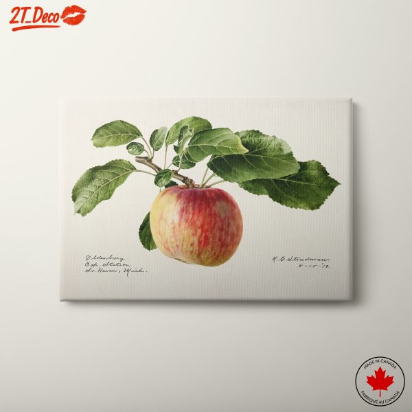 Realistic Botanical Apple Art