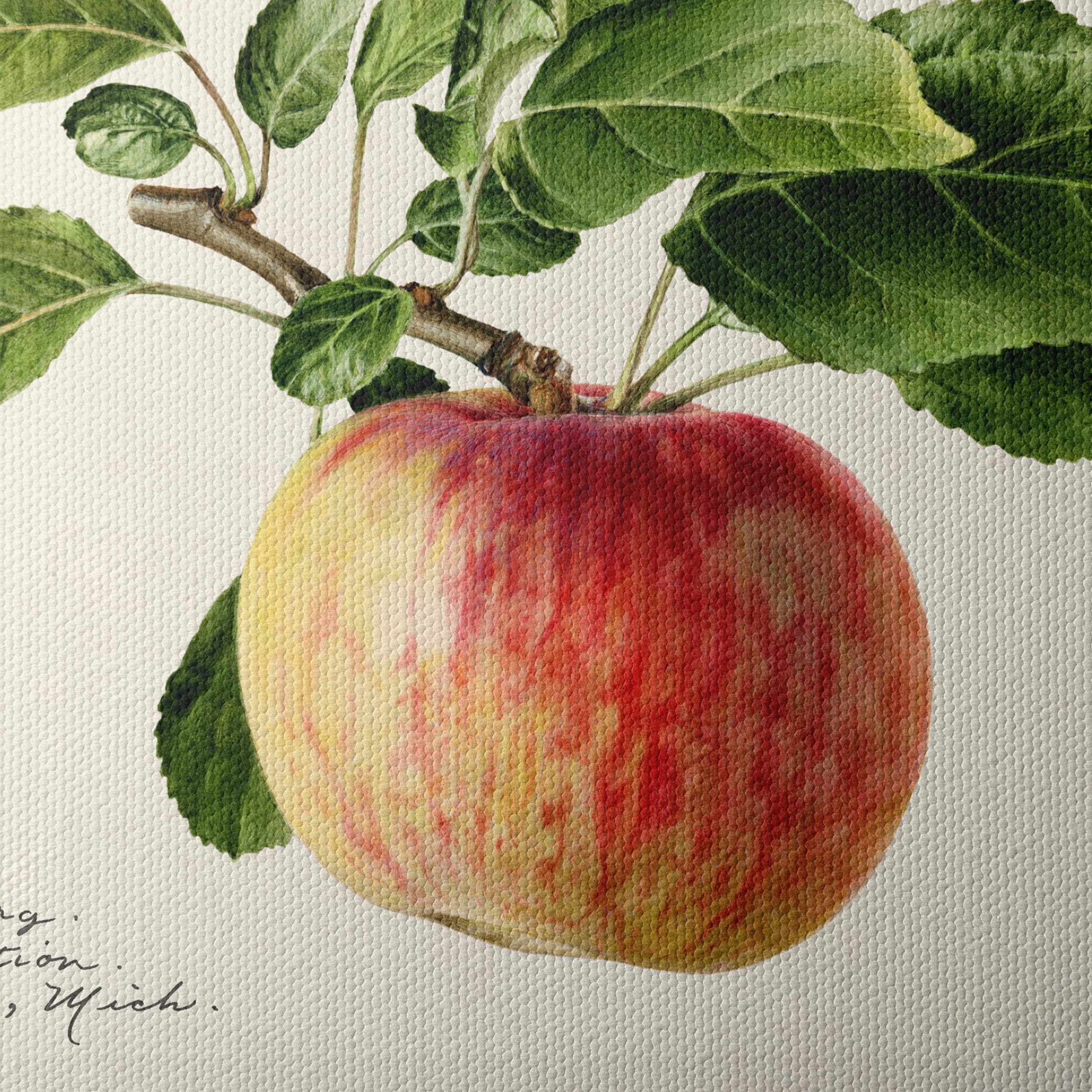 Realistic Botanical Apple Art - Image 4
