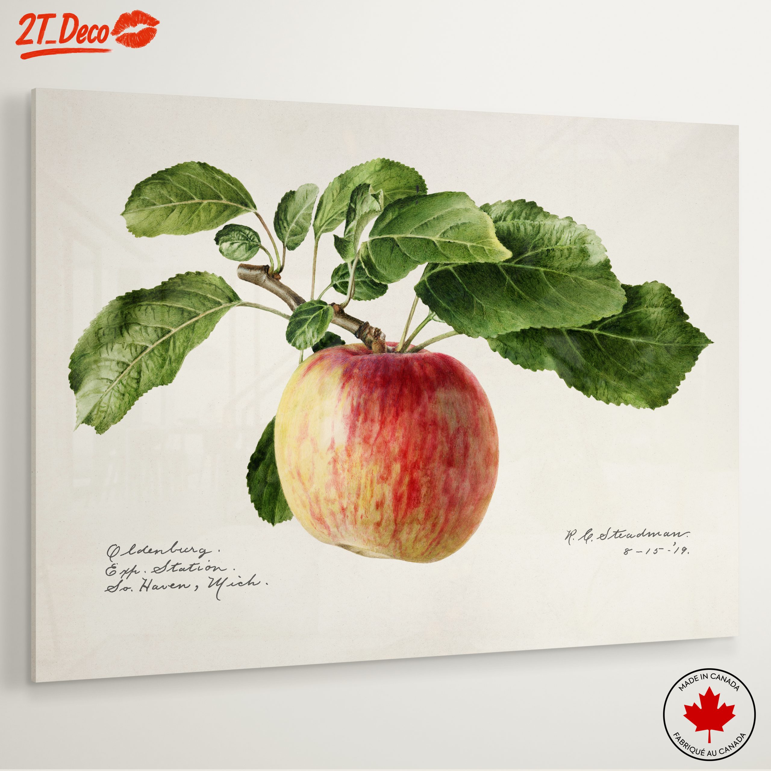 Realistic Botanical Apple Art - Image 6