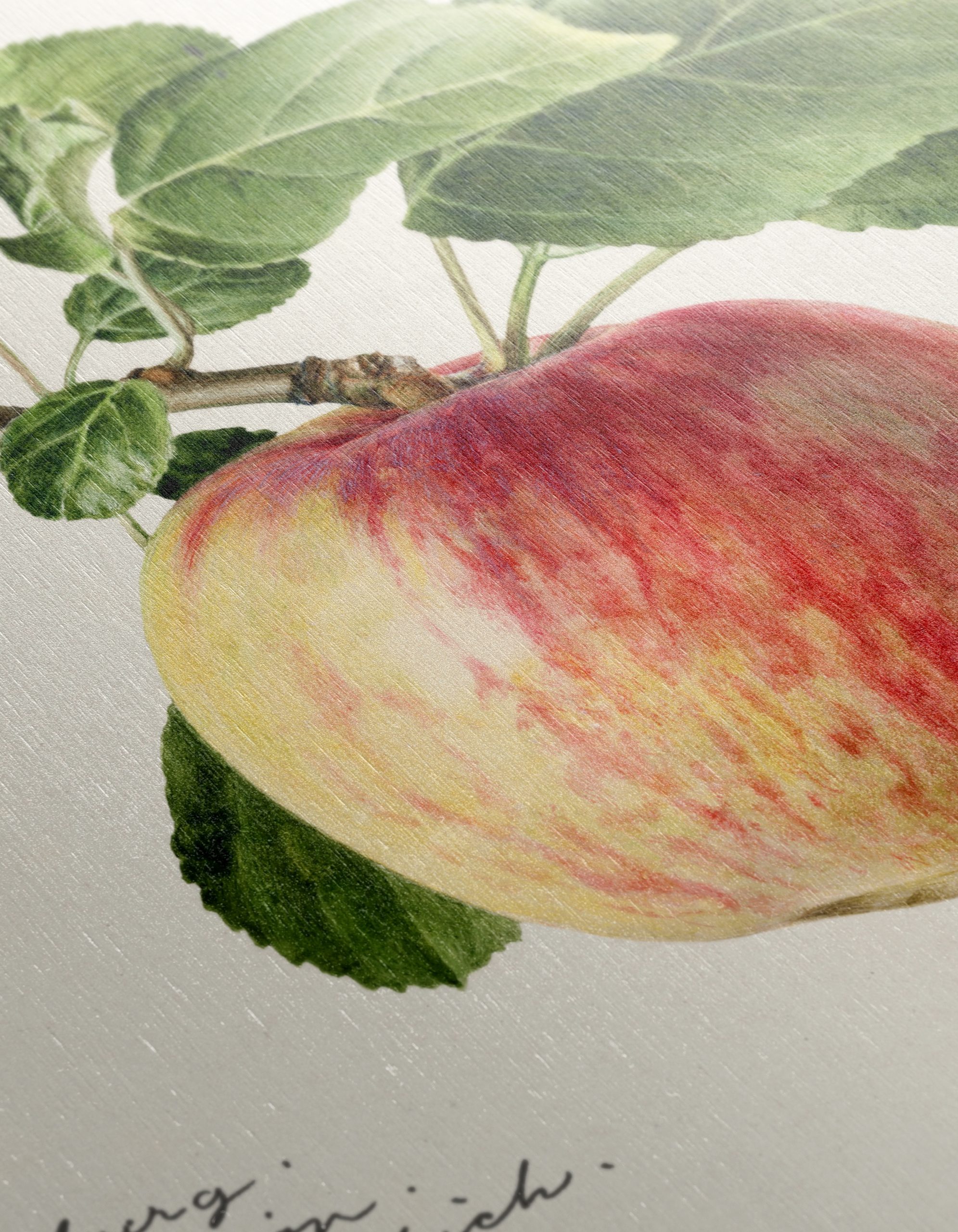 Realistic Botanical Apple Art - Image 12