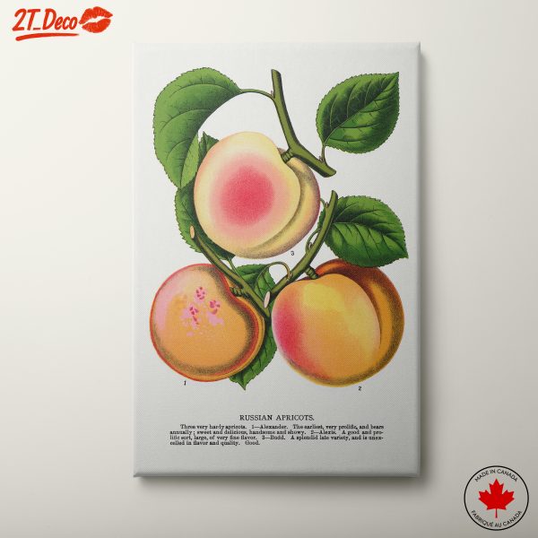 Illustrative Botanical Study of Apricots