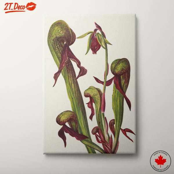 Vibrant Botanical Illustration of Carnivorous Plants