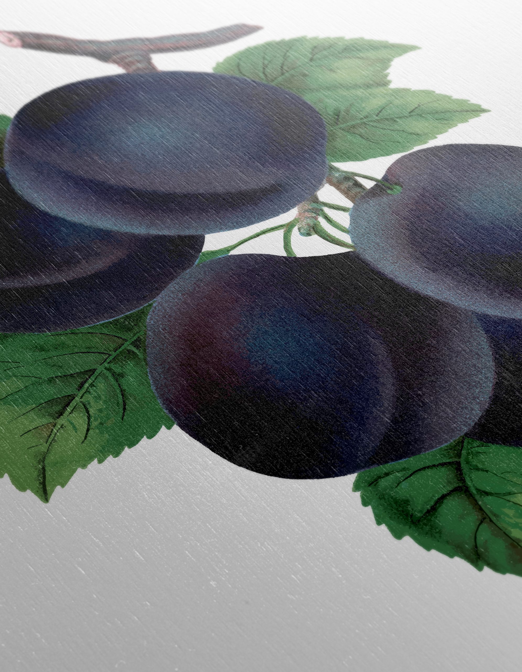 Plum Botanical Art with Leaves - Image 12