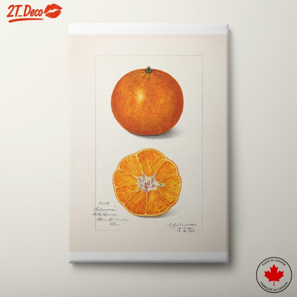 Vibrant Abstract Food Illustration of Citrus