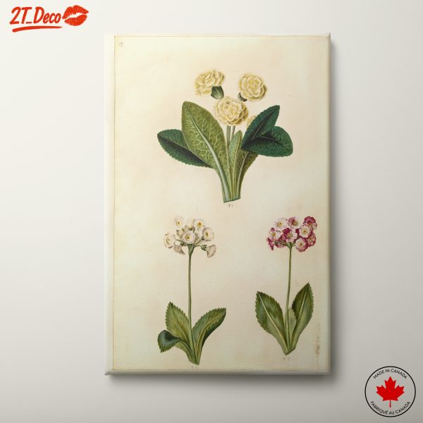 Beautiful Botanical Flower Illustrations
