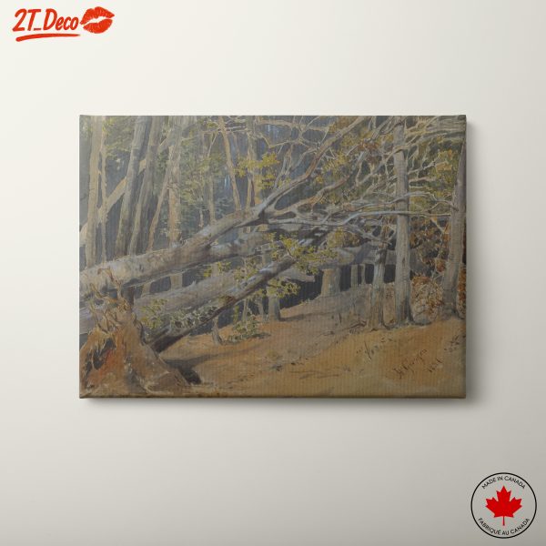 Tranquil Forest Scene with Fallen Trees