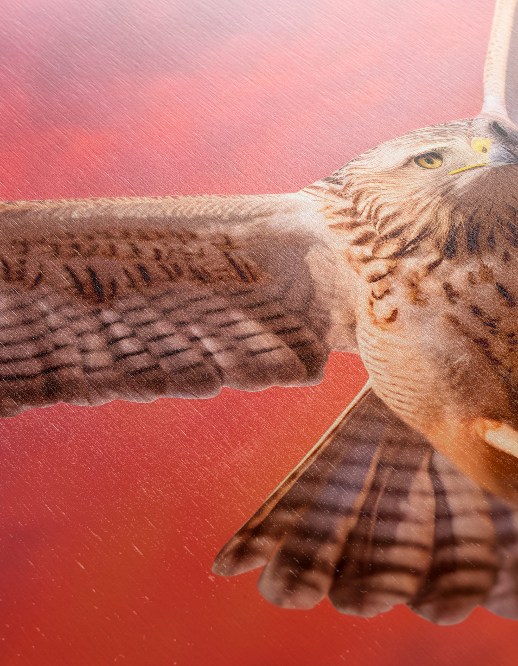 Majestic Hawk in Sunset Sky - Image 12