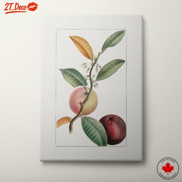 Colorful Botanical Illustration of Fruits