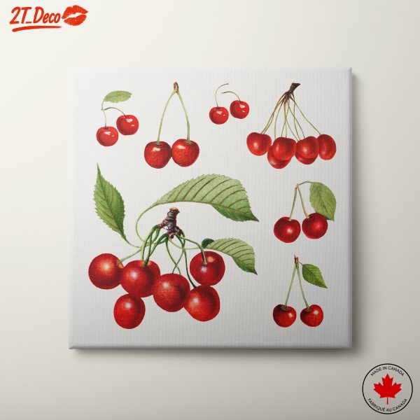 Charming Cherry Botanical Illustration
