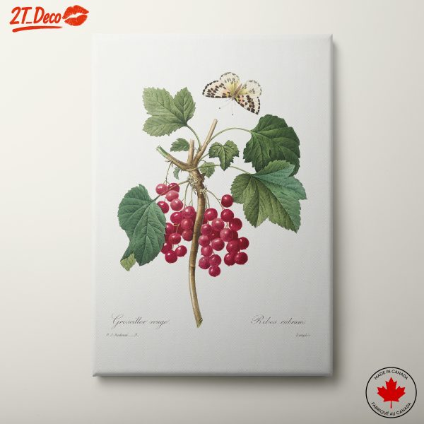 Red Currants and Butterfly Botanical Art