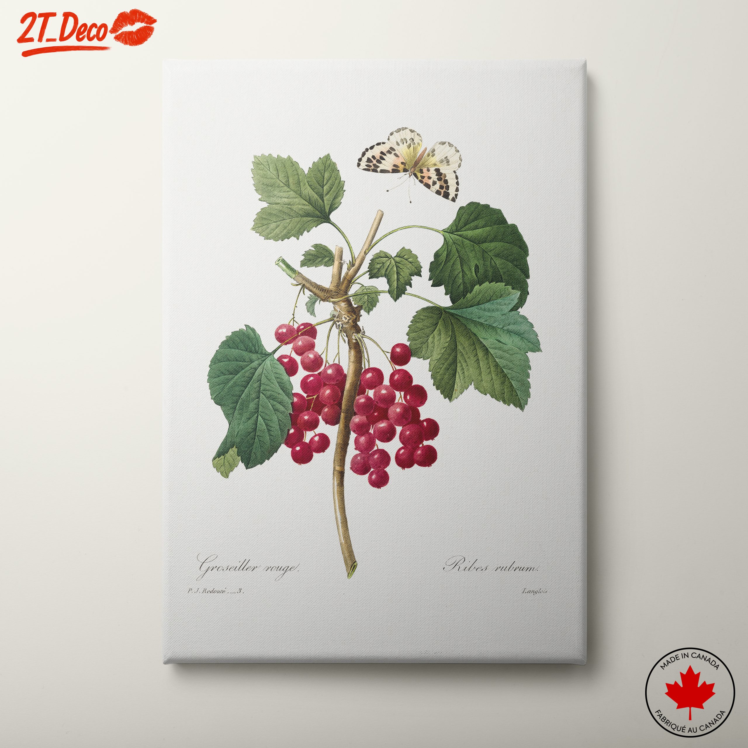 Red Currants and Butterfly Botanical Art