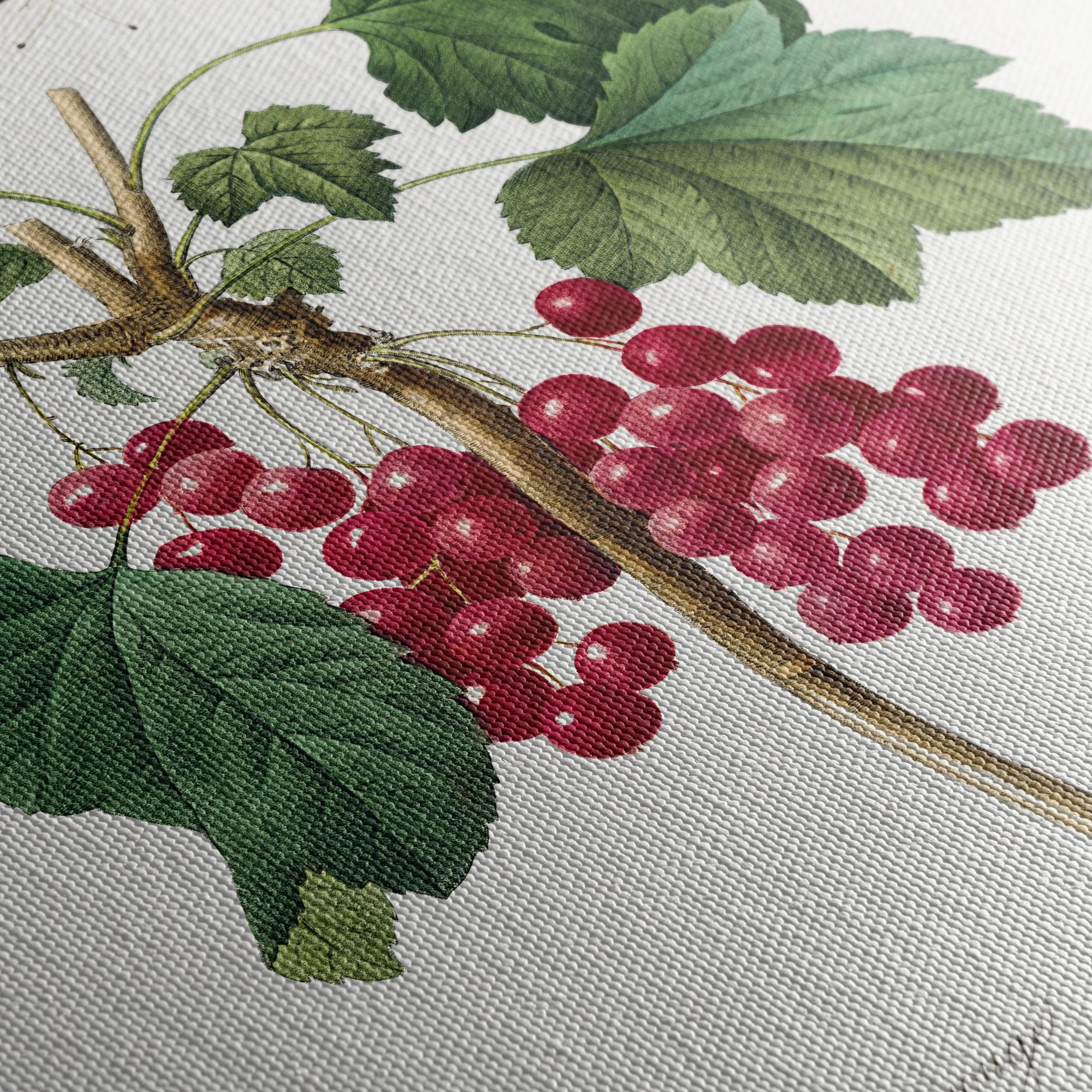 Red Currants and Butterfly Botanical Art - Image 5