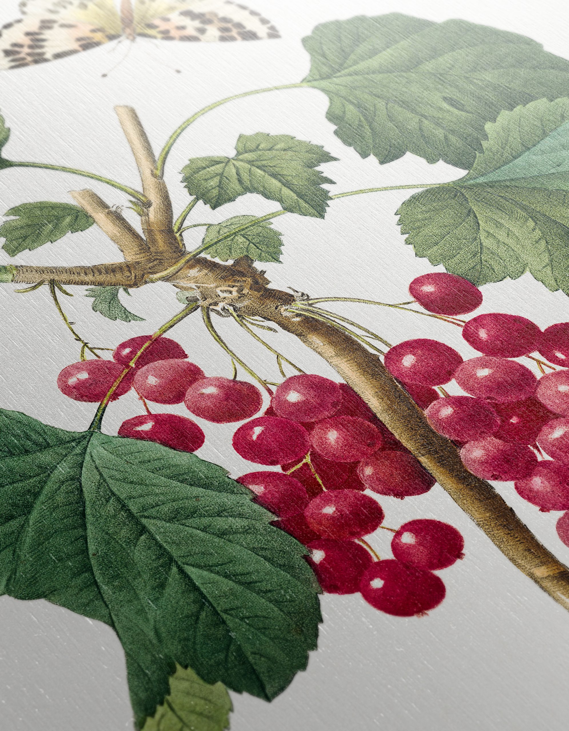 Red Currants and Butterfly Botanical Art - Image 12