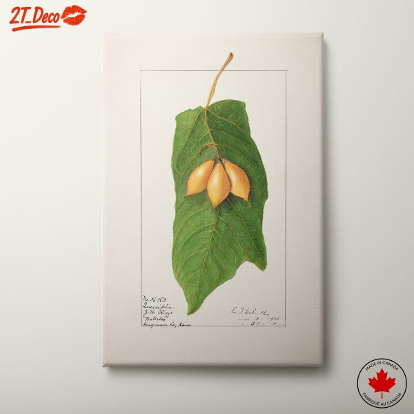 Detailed Botanical Illustration of A Leaf and Fruit