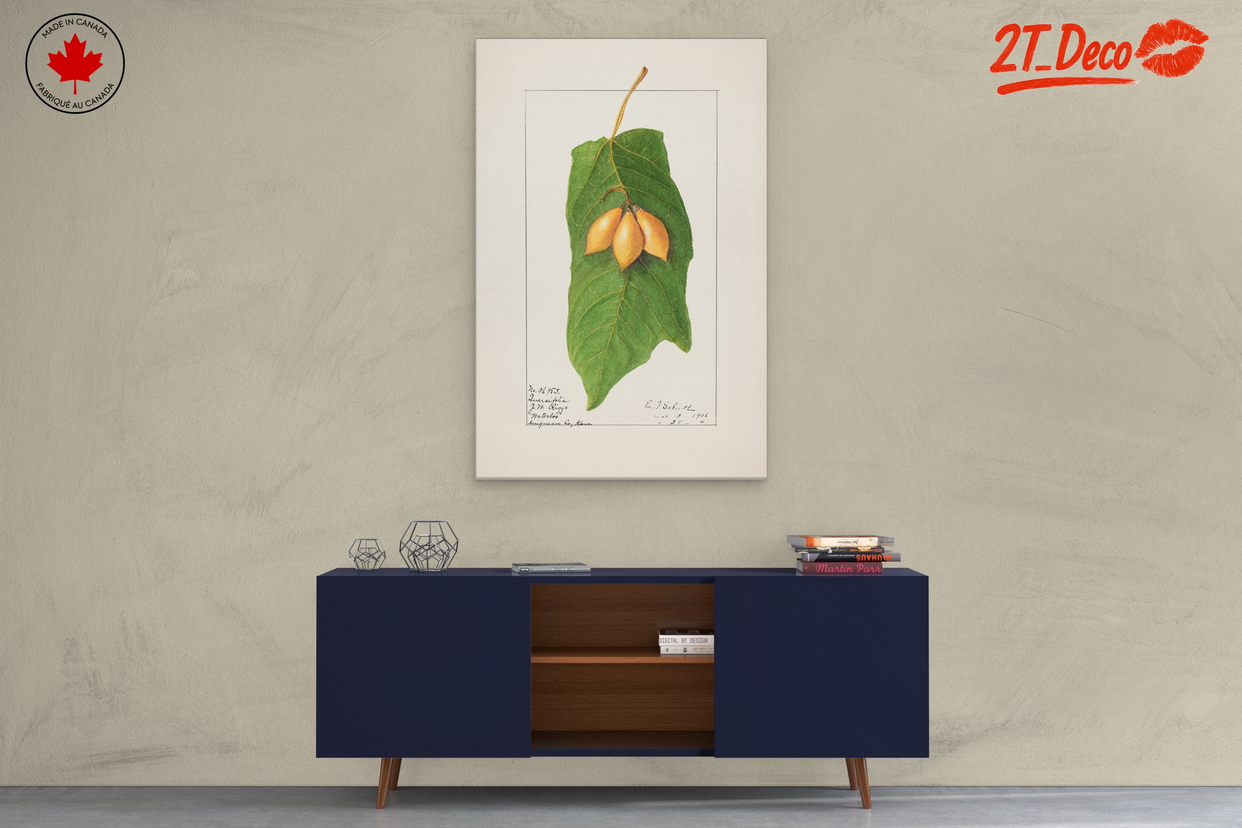 Detailed Botanical Illustration of A Leaf and Fruit - Image 3