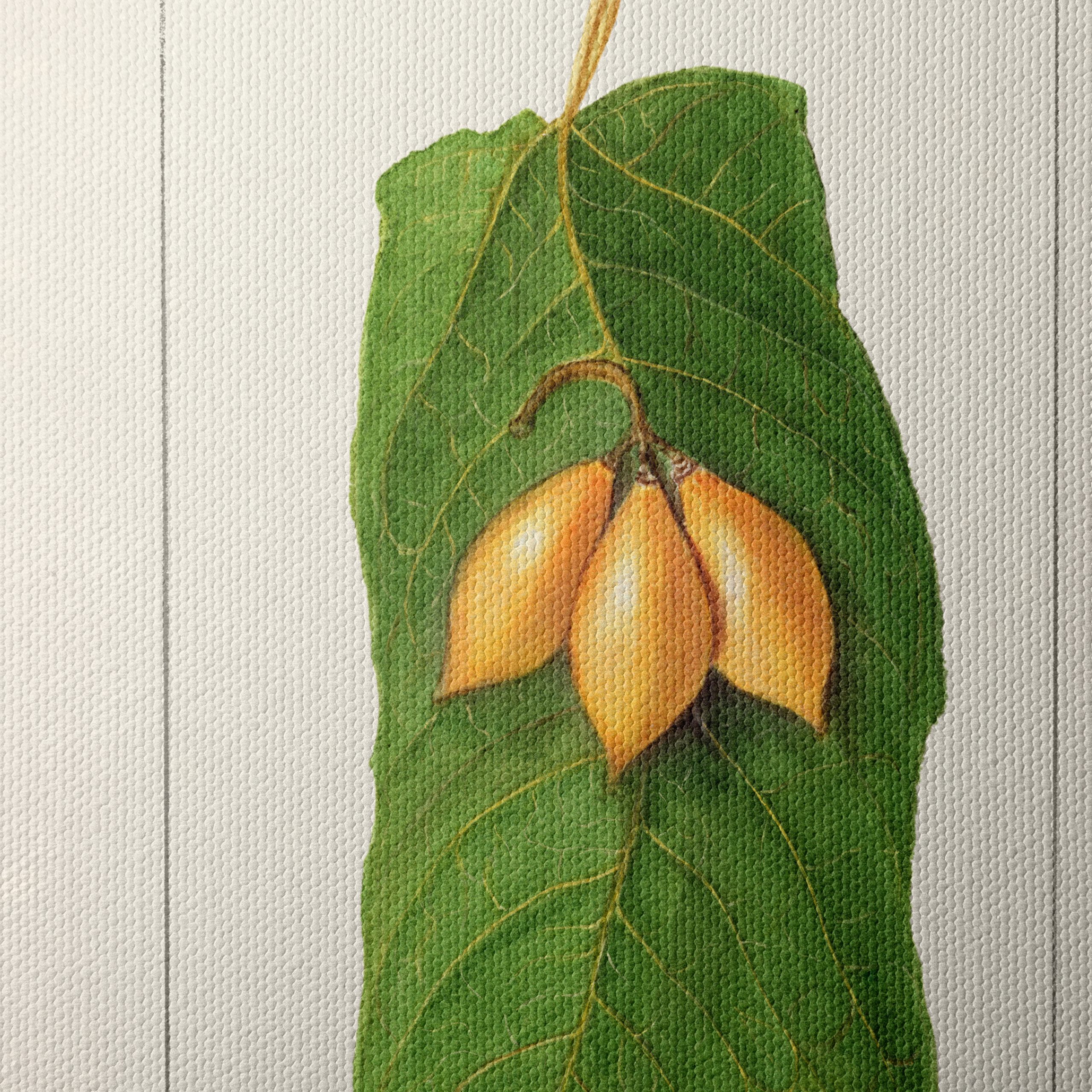 Detailed Botanical Illustration of A Leaf and Fruit - Image 4