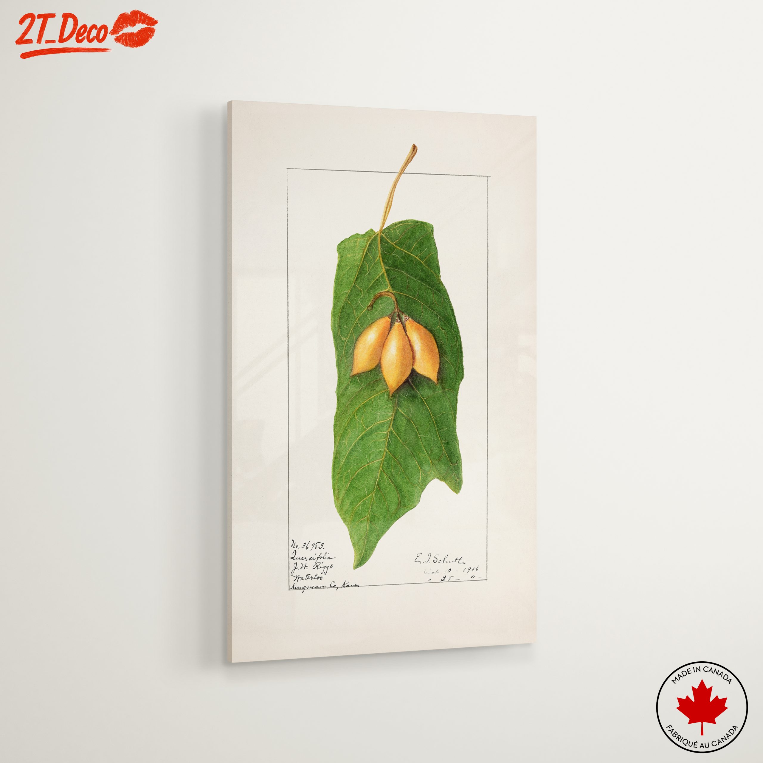 Detailed Botanical Illustration of A Leaf and Fruit - Image 6