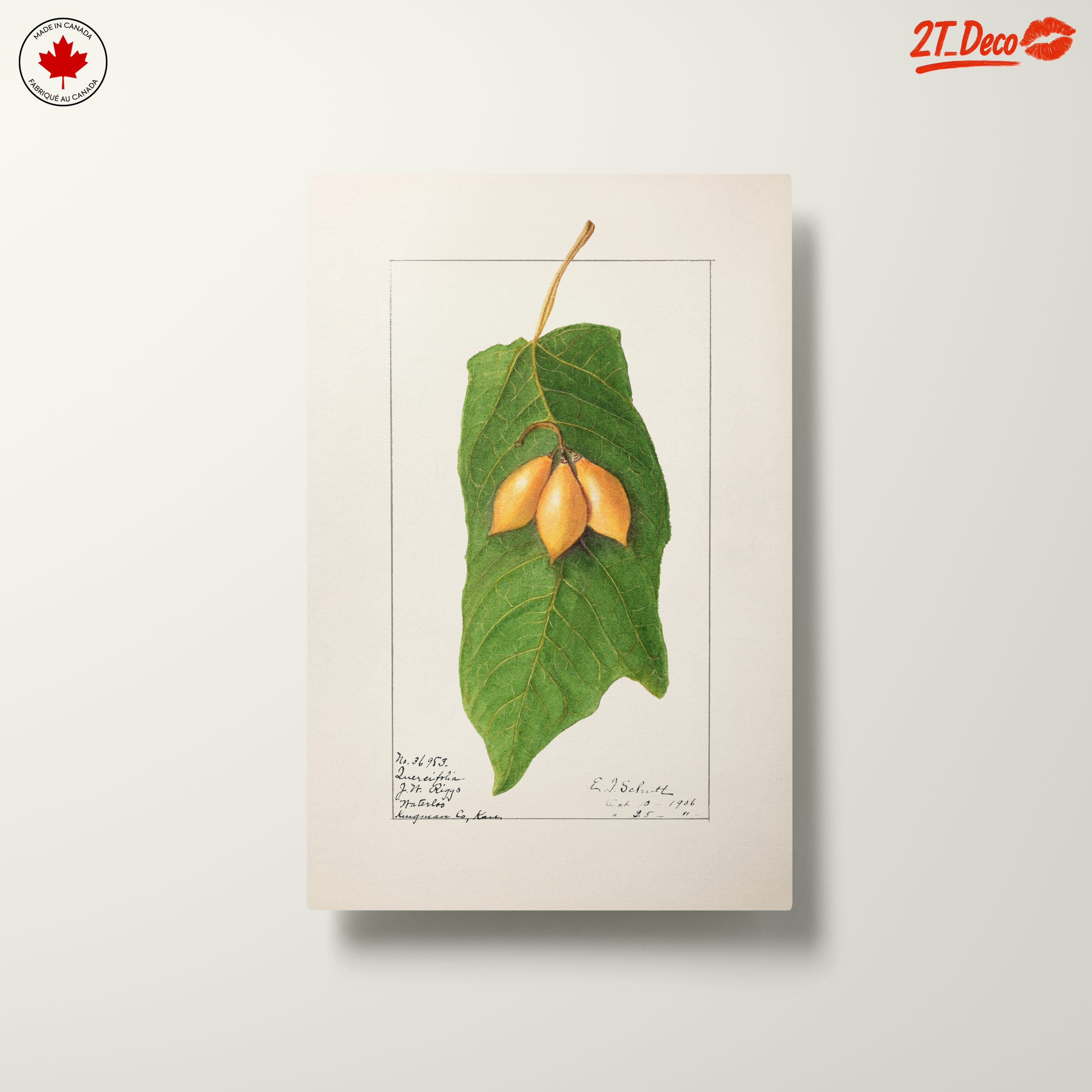 Detailed Botanical Illustration of A Leaf and Fruit - Image 10