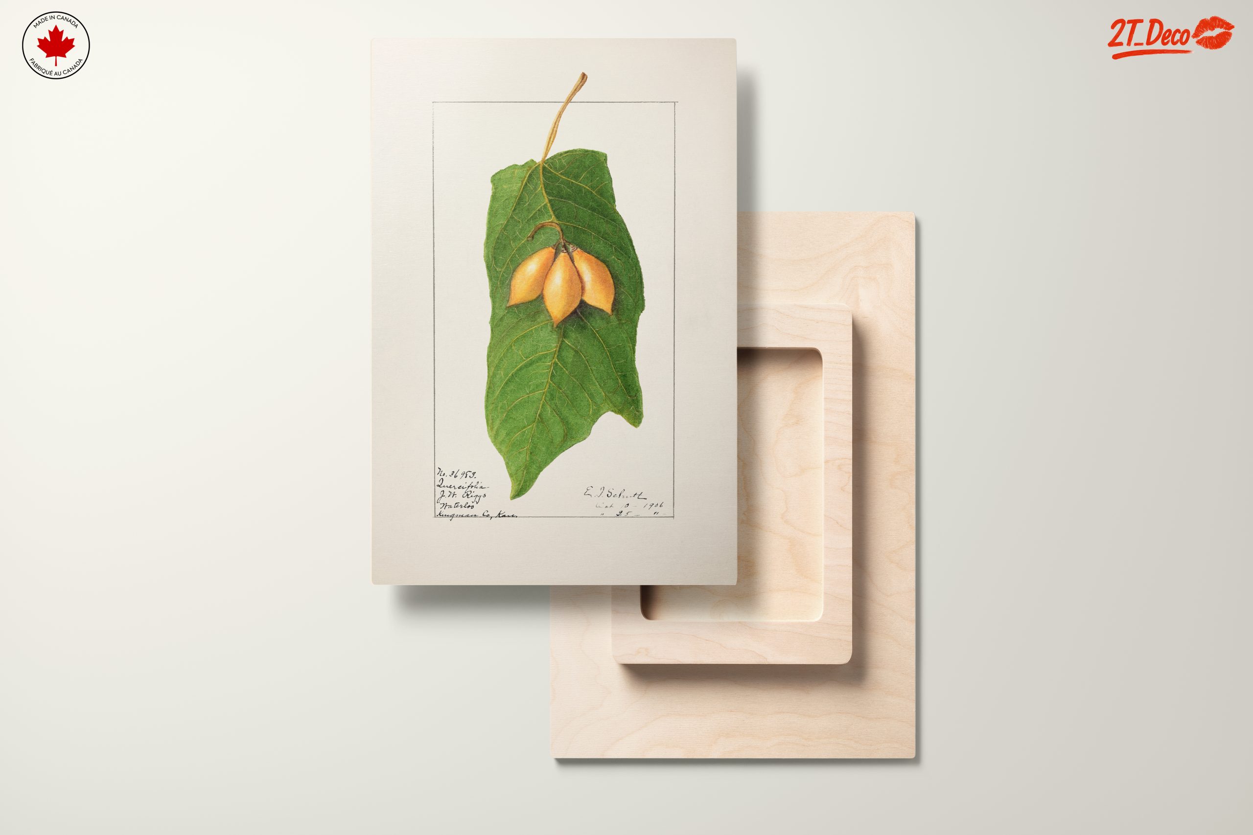 Detailed Botanical Illustration of A Leaf and Fruit - Image 11