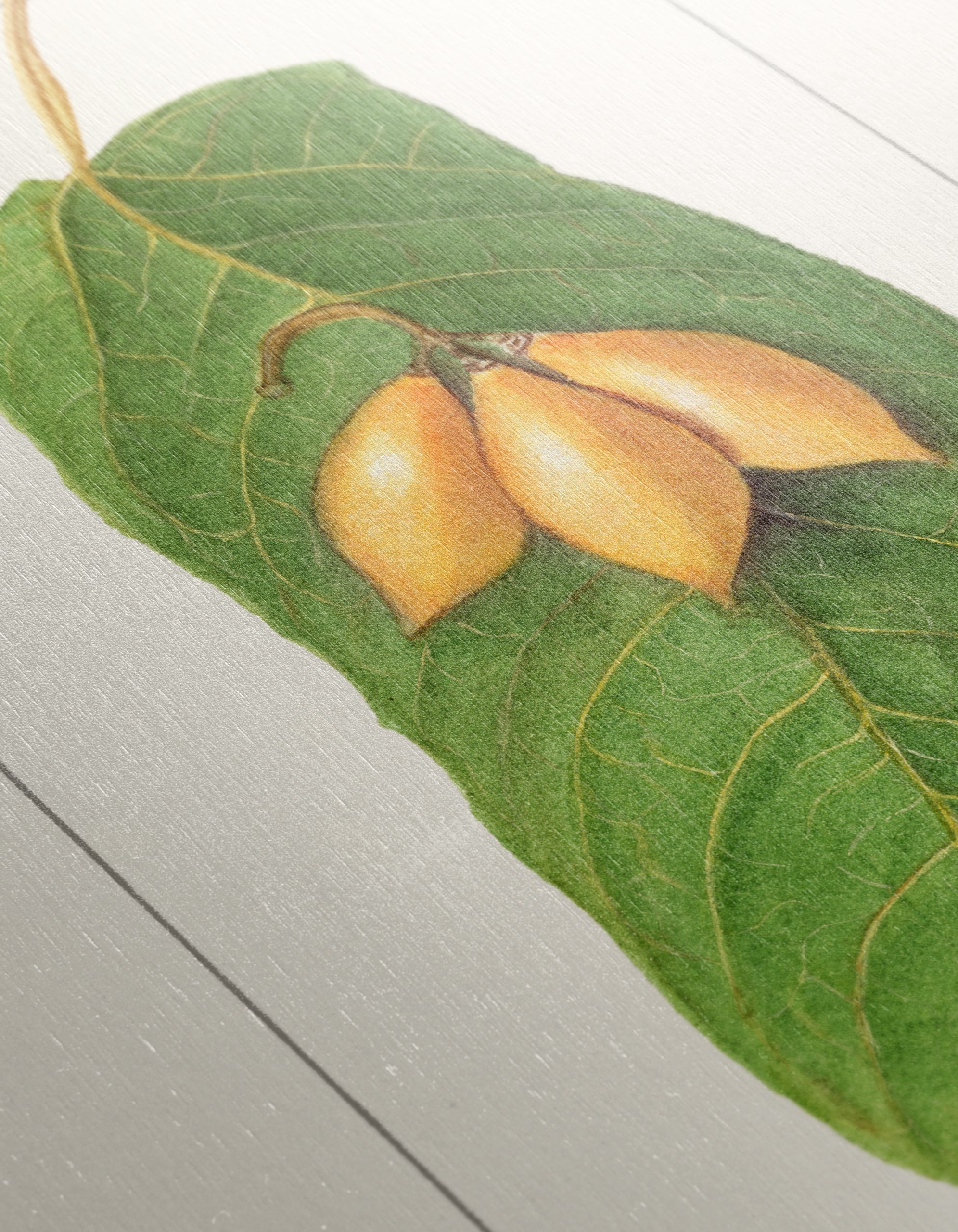 Detailed Botanical Illustration of A Leaf and Fruit - Image 12