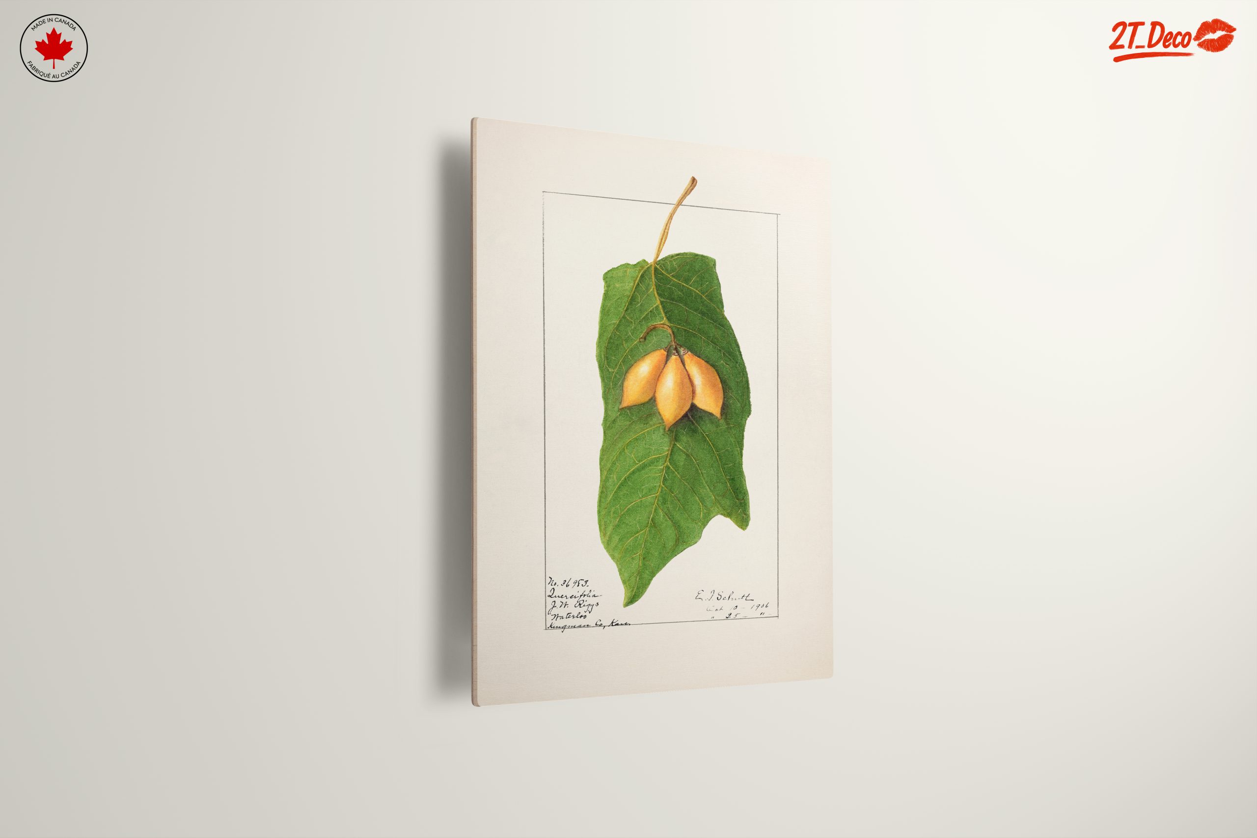 Detailed Botanical Illustration of A Leaf and Fruit - Image 13