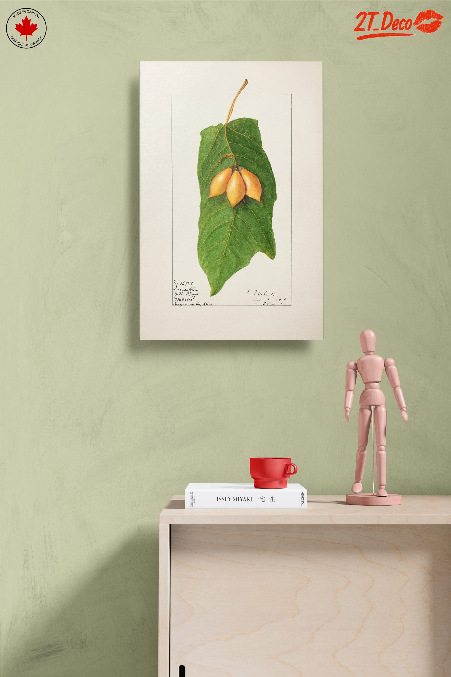 Detailed Botanical Illustration of A Leaf and Fruit - Image 14