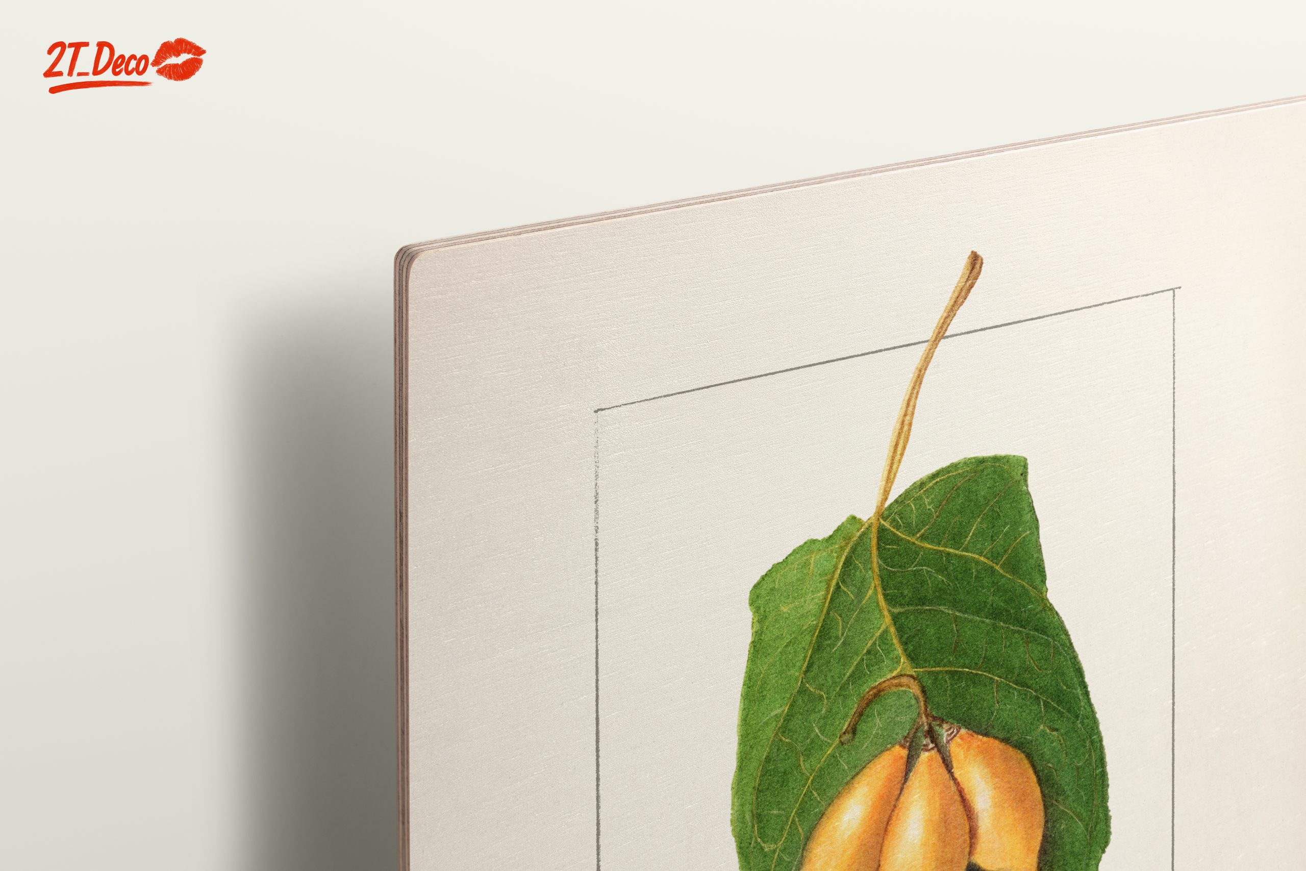 Detailed Botanical Illustration of A Leaf and Fruit - Image 15