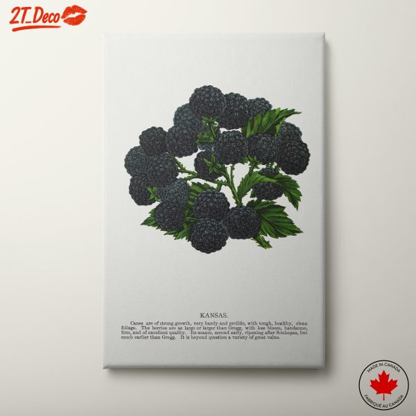 Blackberry Botanical Illustration for Nature Lovers