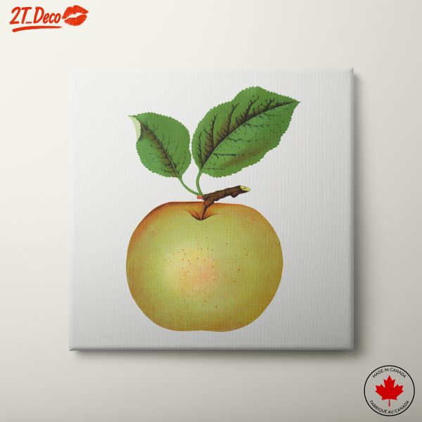 Detailed Botanical Illustration of an Apple