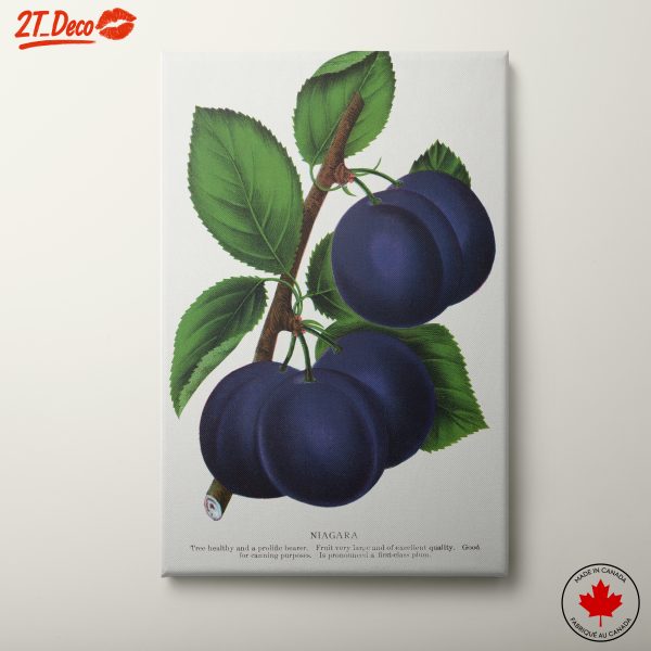 Niagara Plums Botanical Illustration
