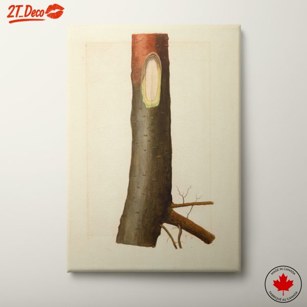 Detailed Botanical Illustration of a Tree Trunk