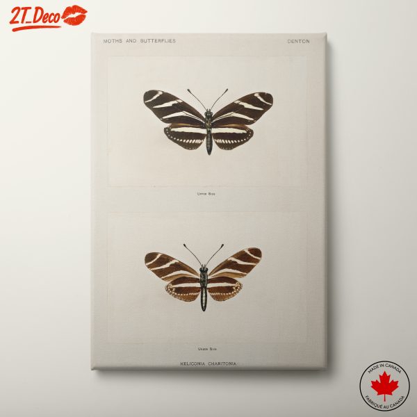Detailed Illustrations of Butterflies